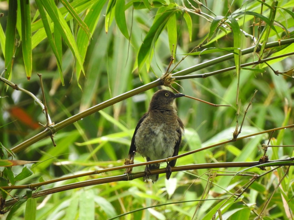 鱗胸嘲鶇 (Allenia fusca)