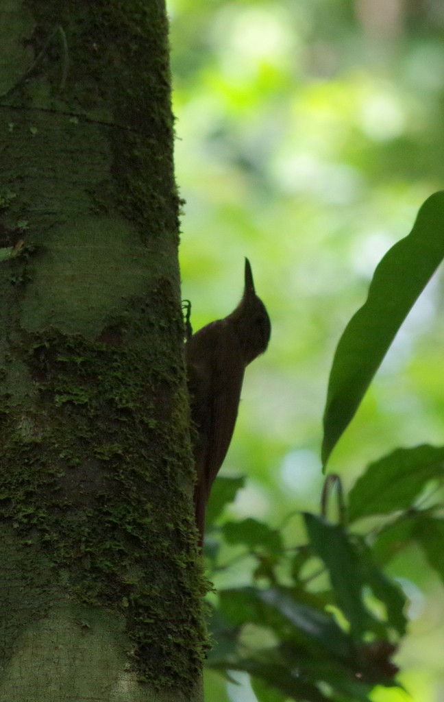 Arapaçu-rabudo (Deconychura longicauda)