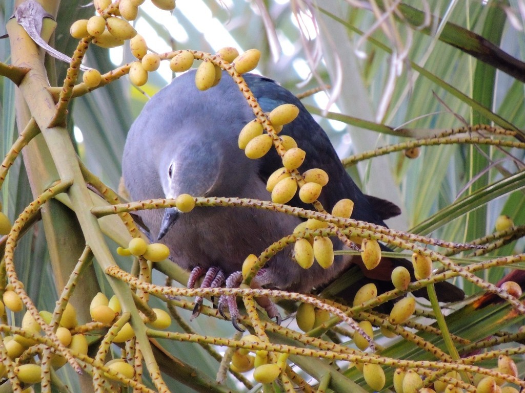 Tongafruchttaube (Ducula pacifica)