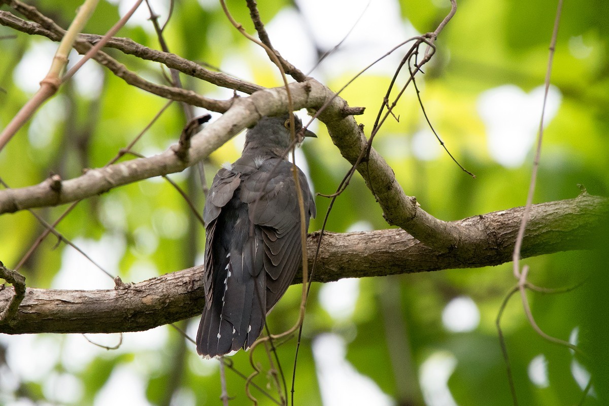 ホトトギス (Cuculus poliocephalus)