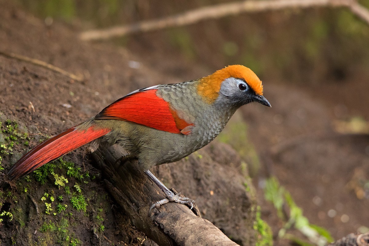 Garrulo sghignazzante codarossa (Trochalopteron milnei)