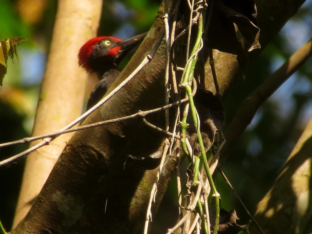 Picchio delle Andamane (Dryocopus hodgei)