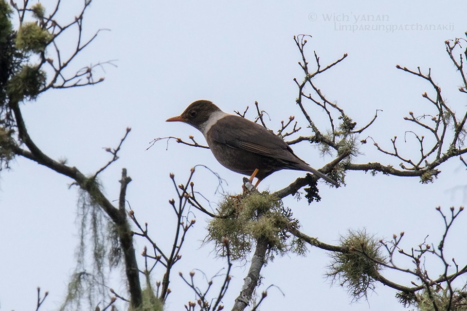 White-collared Blackbird