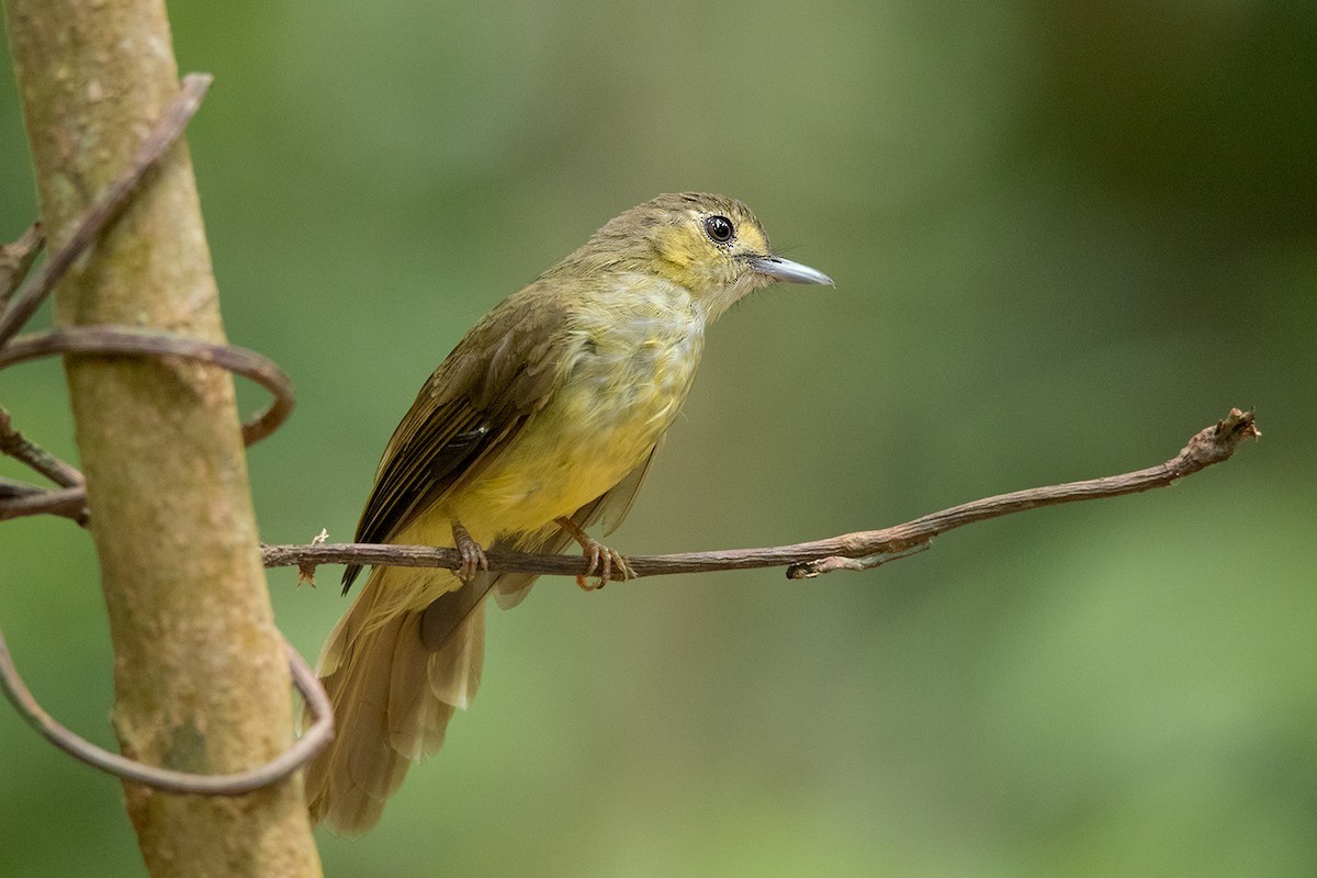 Tricholestes (Tricholestes)