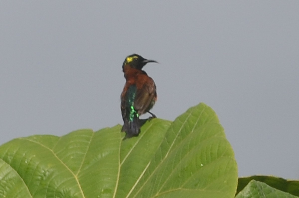 Purple-throated Sunbird