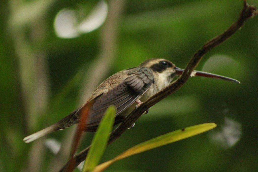 Eremita panciachiara (Phaethornis anthophilus)