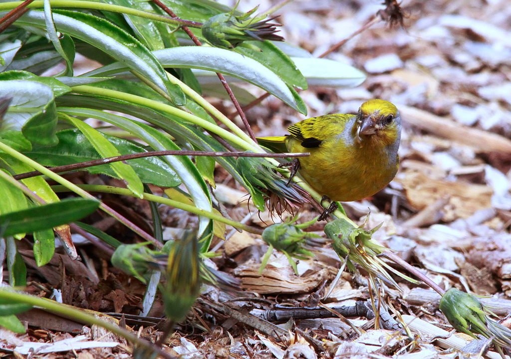 Eurasian Serins and Canaries (Serinus)