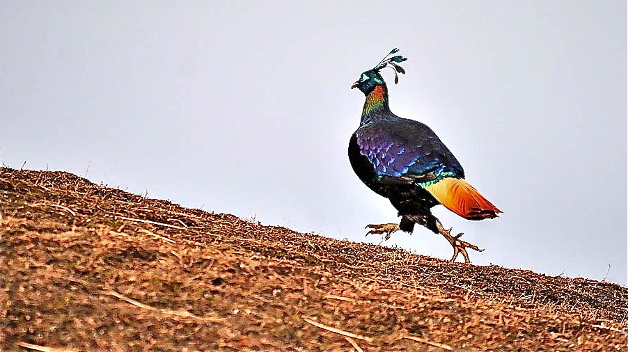 Rostschwanz-Glanzfasan (Lophophorus impejanus)