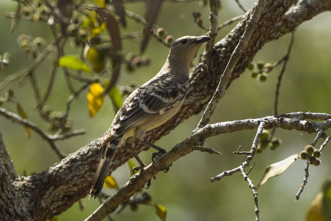 Grijze Prieelvogel (Chlamydera nuchalis)