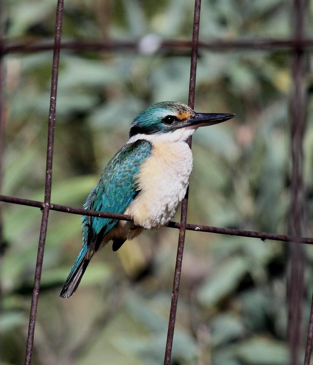 Alción sagrado (Todiramphus sanctus)