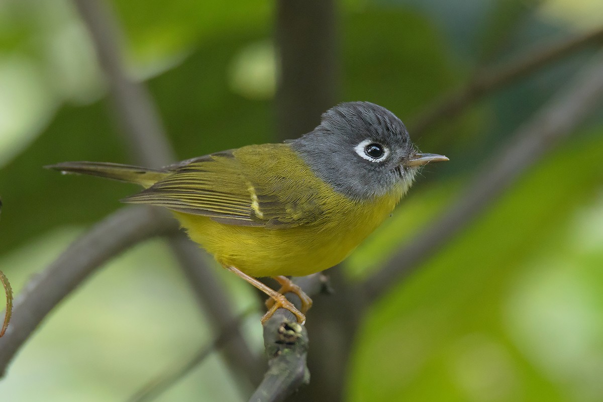 Grey-cheeked Warbler (Phylloscopus poliogenys)