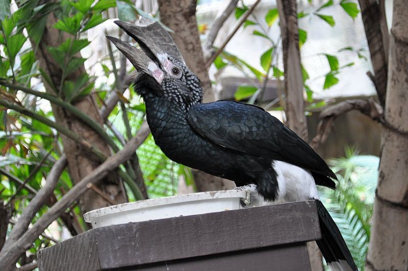 Black-and-white-casqued Hornbills and Allies (Bycanistes)