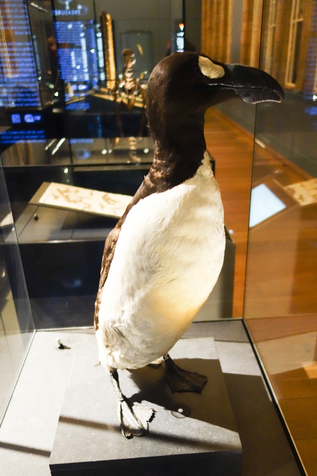 大海雀 (Pinguinus impennis)