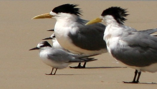 Small terns (Sternula)