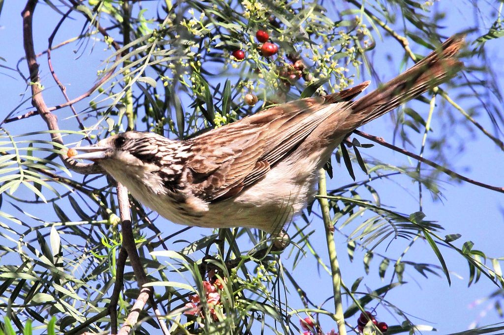 Gestreepte Honingeter (Plectorhyncha lanceolata)