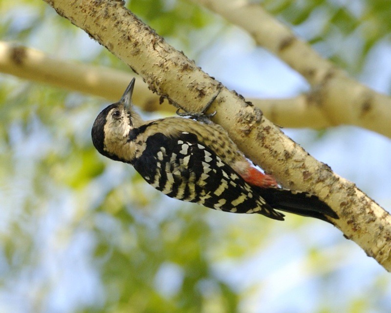 Eurasian Pied Woodpeckers (Dendrocopos)