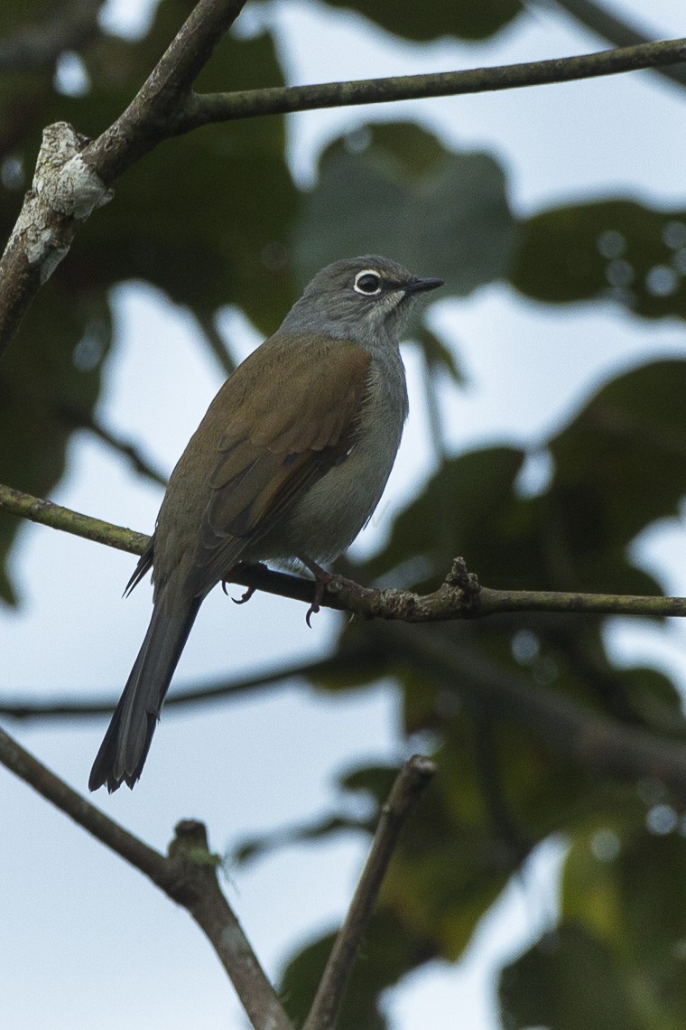 Brown-backed Solitaire (Myadestes occidentalis)