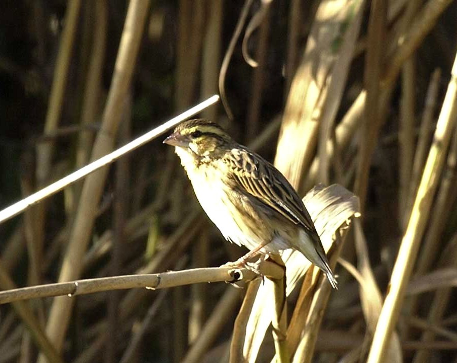 Rock Sparrow (Petronia petronia)