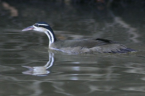 Heliornis (Heliornis)