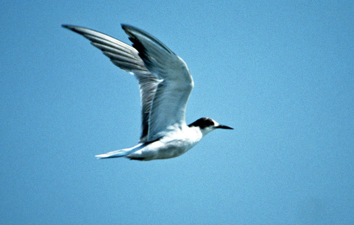 White-cheeked Tern (Sterna repressa)