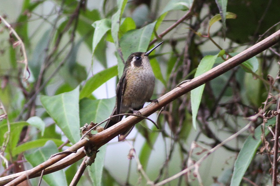 Colibrí jaspeado (Adelomyia melanogenys)