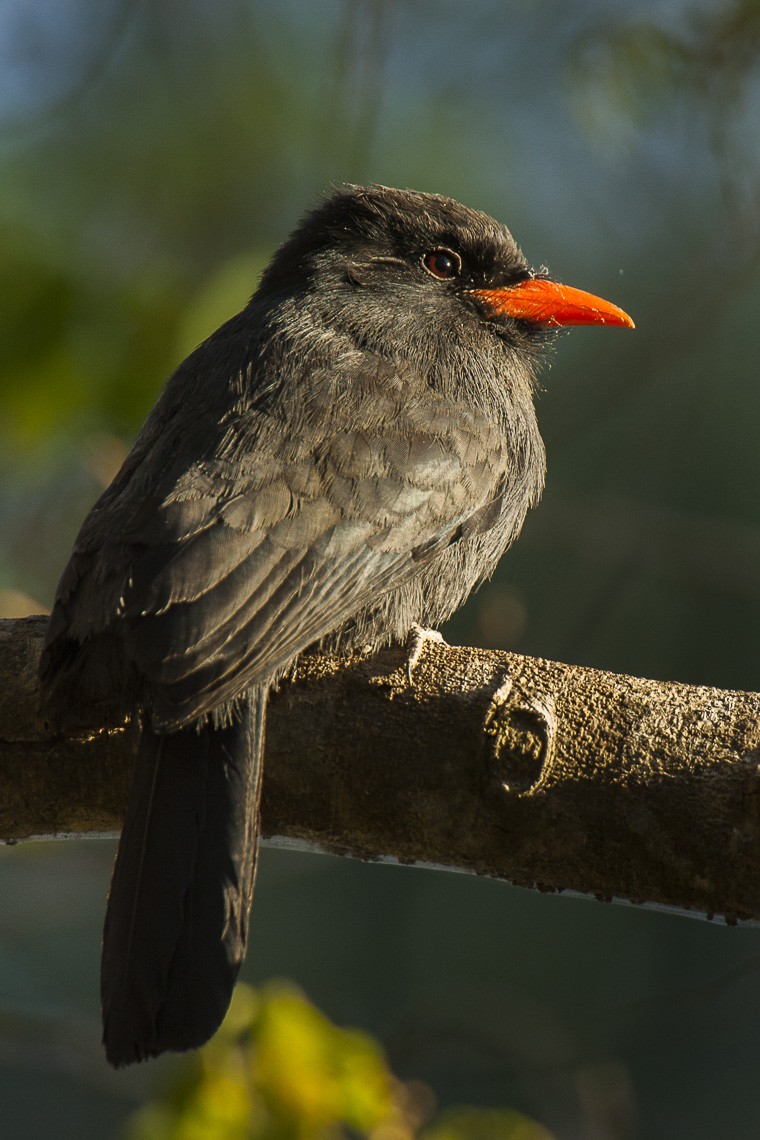 Typical Nunbirds (Monasa)