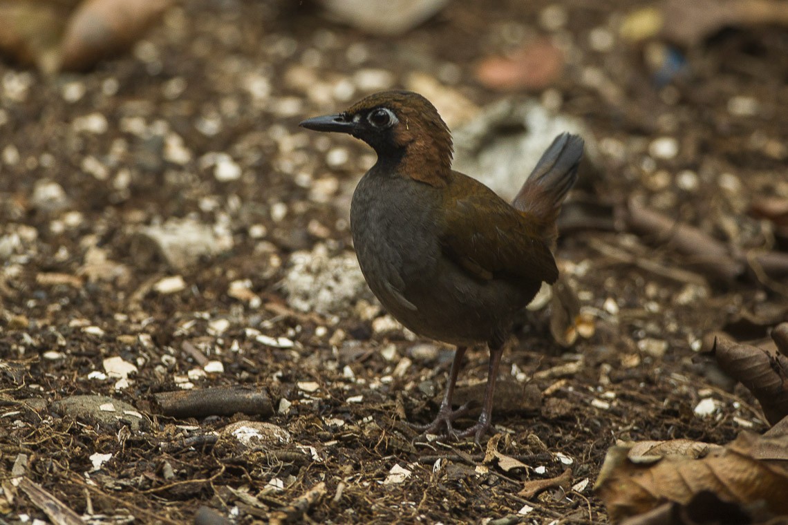 Hormigueros (Formicarius)