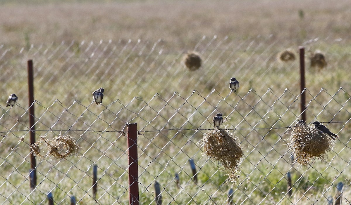 Avión cinchado (Neophedina cincta)