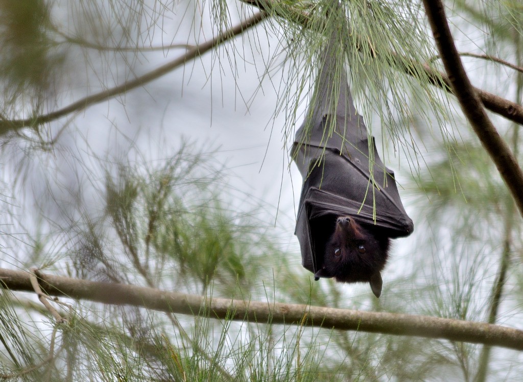 Fruit bats (Pteropus)