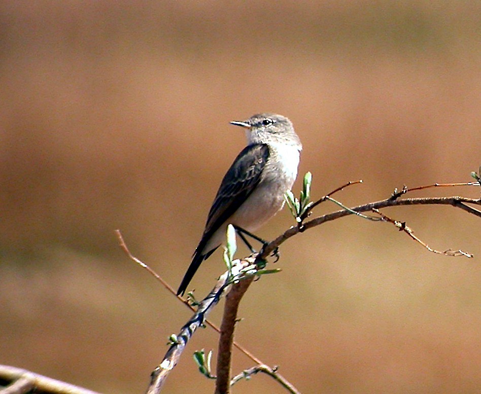 Dormilona chica (Muscisaxicola maculirostris)