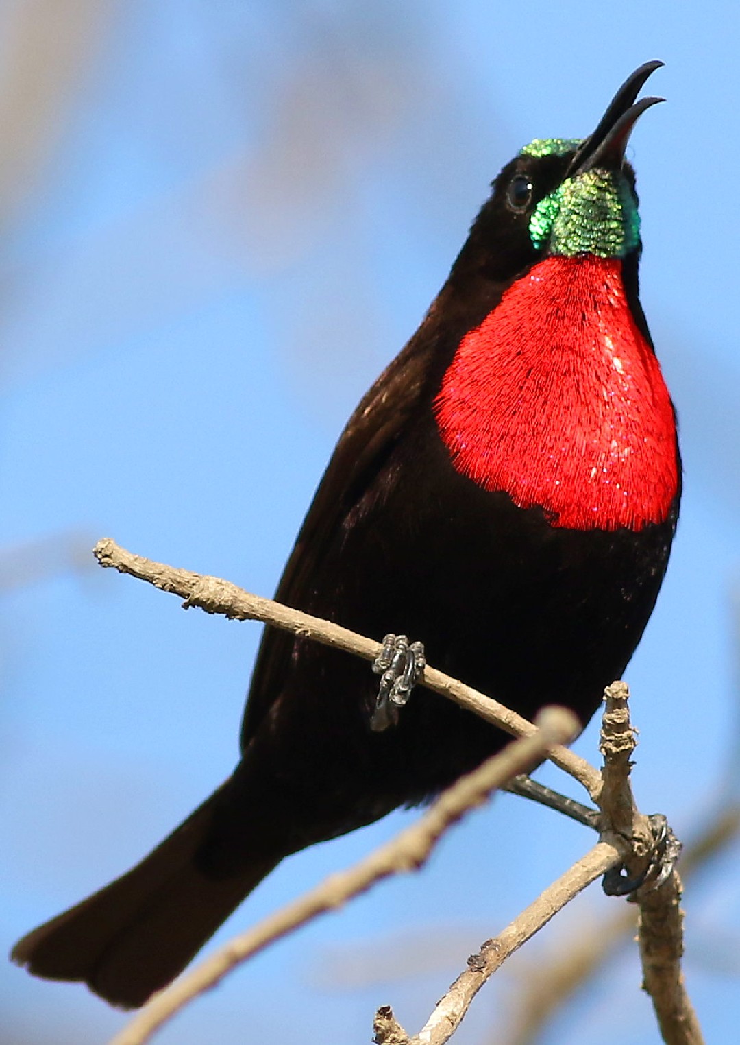赤胸花蜜鳥 (Chalcomitra senegalensis)