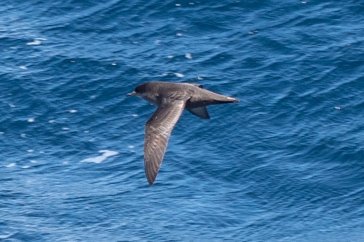 Procellaria Petrels (Procellaria)