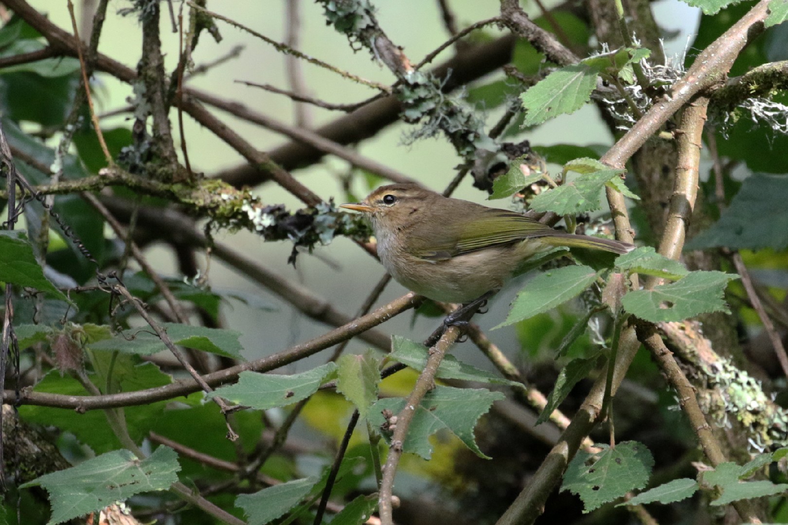 Коричневатая пеночка (Phylloscopus umbrovirens)