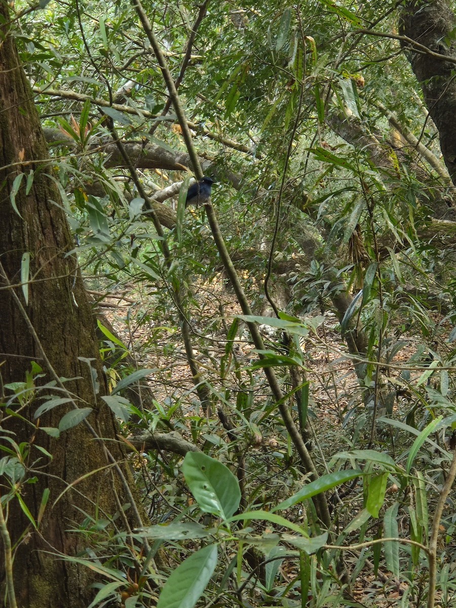 Papamoscas ventriblanco (Cyornis pallidipes)