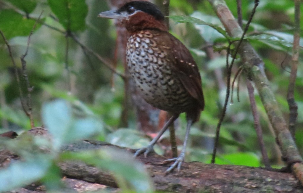 Conopophagid Antpittas (Pittasoma)