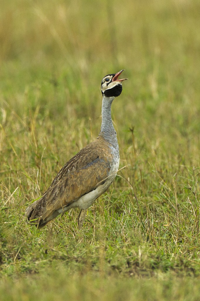 White-bellied Bustard (Eupodotis senegalensis)