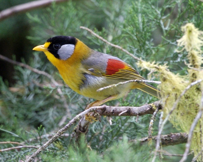 Белоухий лиотрикс (Leiothrix argentauris)