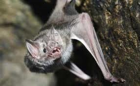 Vampire bat (Desmodus)