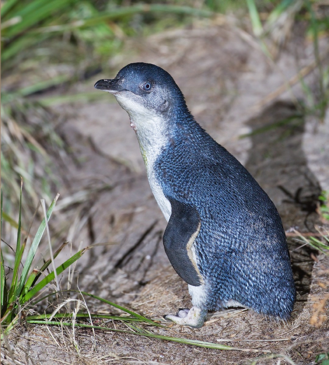 Малый пингвин (Eudyptula minor) - Picture Bird