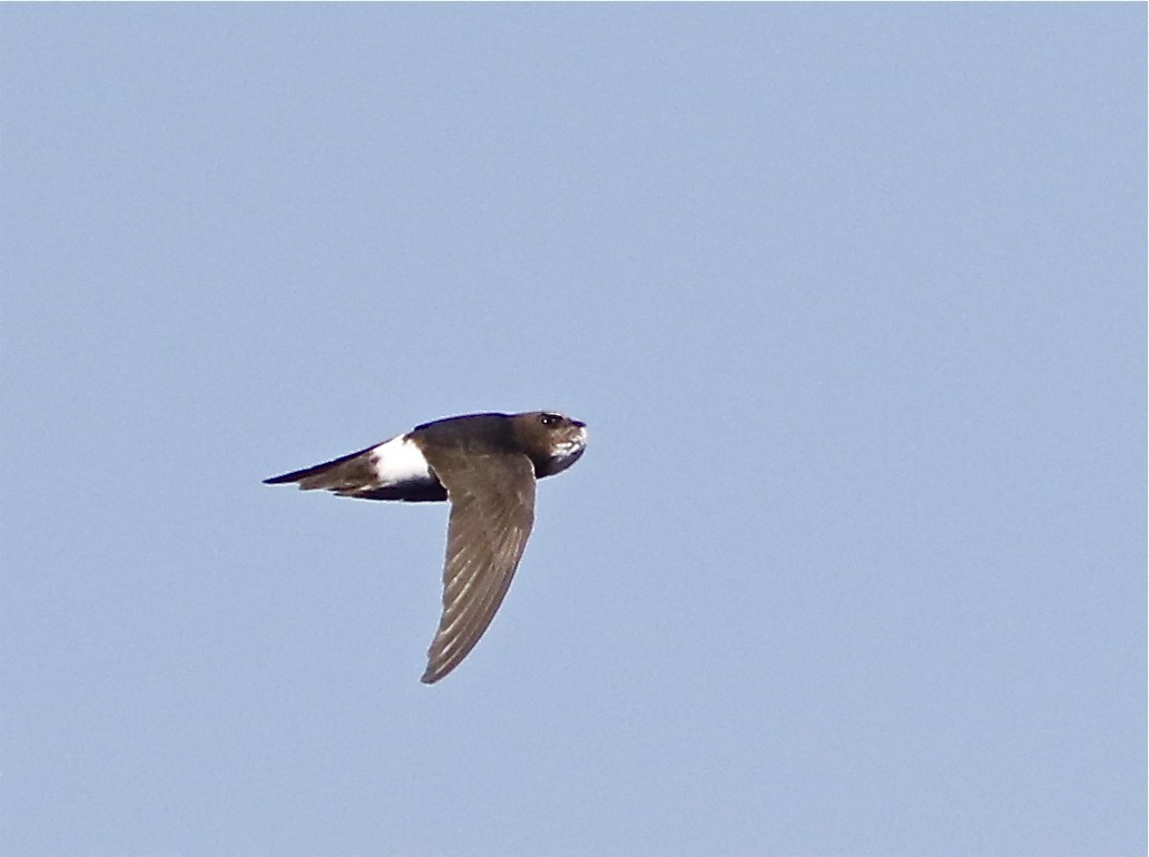 ニシヒメアマツバメ (Apus affinis)