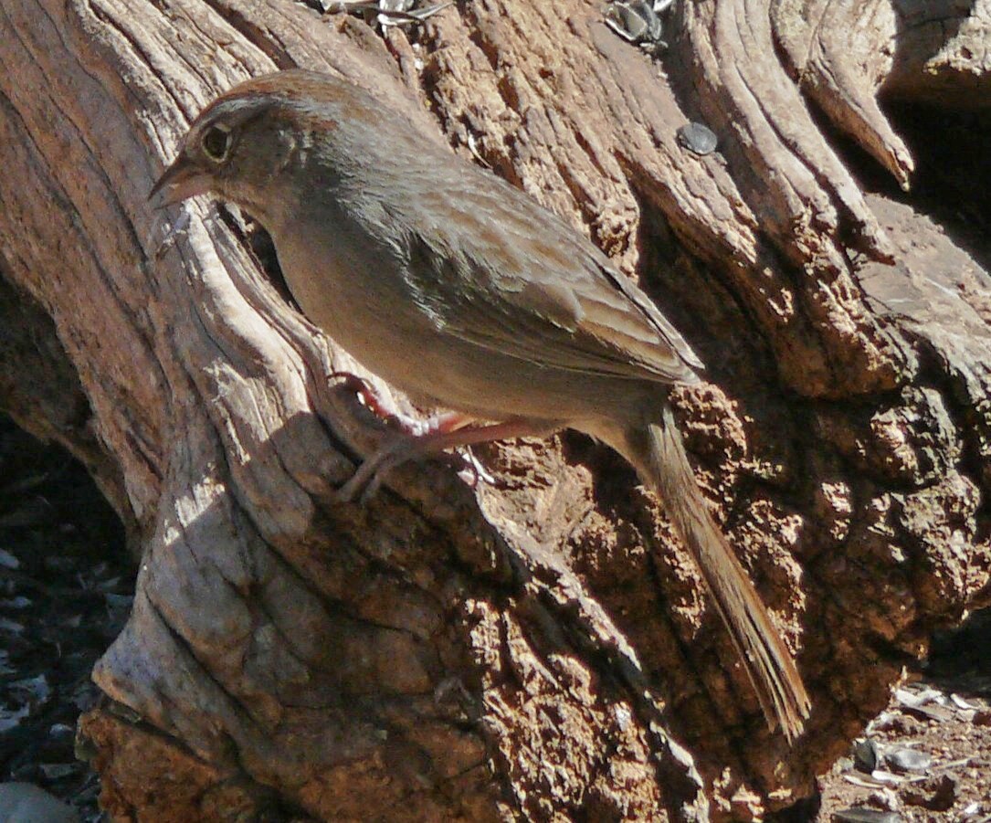 Aimophila Sparrows (Aimophila)
