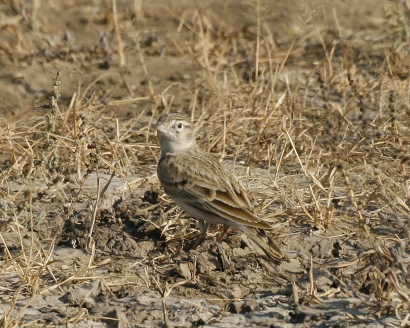 قنبرة قصيرة الأصابع (Calandrella brachydactyla)