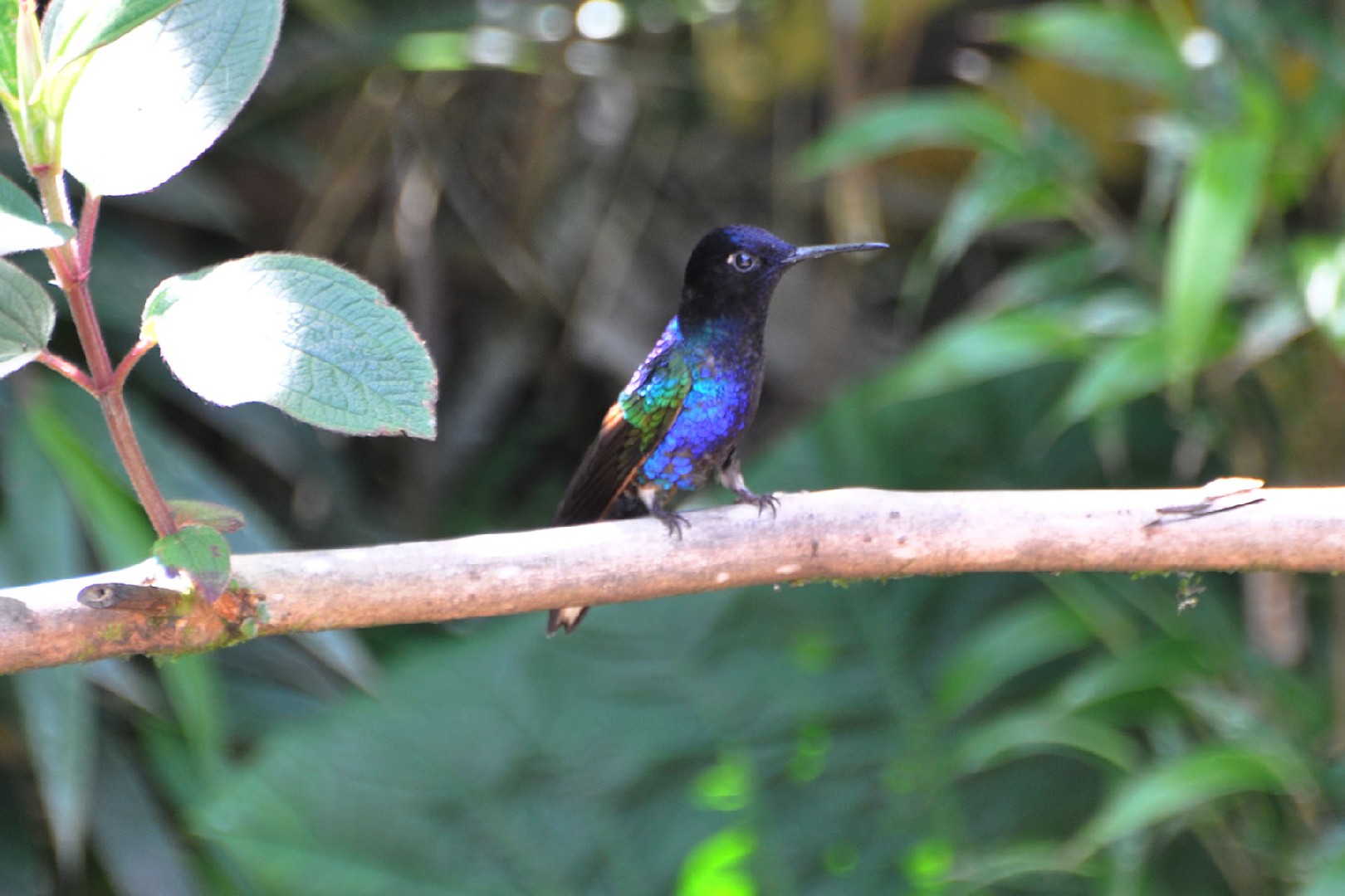 Colibrí sietecolores (Boissonneaua jardini)