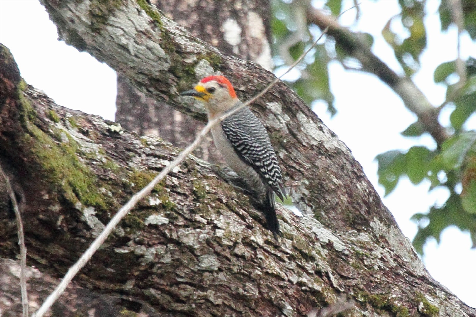 Yucatan Woodpecker (Melanerpes pygmaeus)