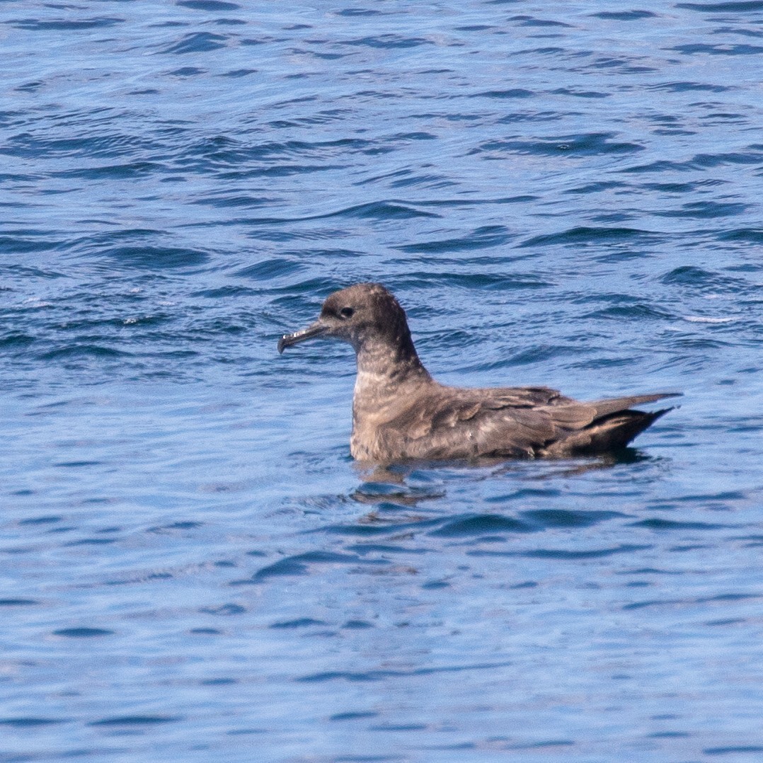 Sooty Shearwater (Ardenna grisea)