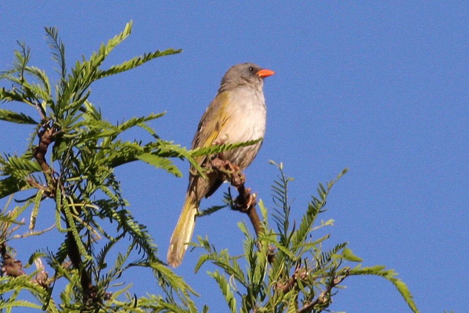 Pampagors (Embernagra platensis)