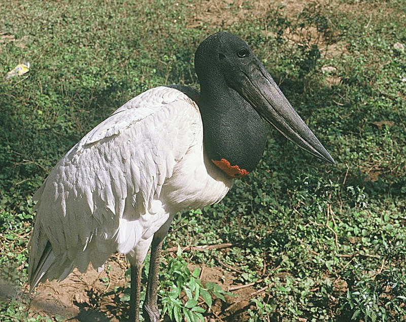 Jabiru (Jabiru mycteria)