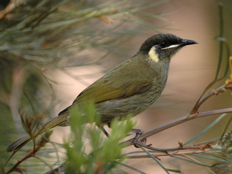 Yellow-spotted and Pale-spotted Honeyeaters (Meliphaga)