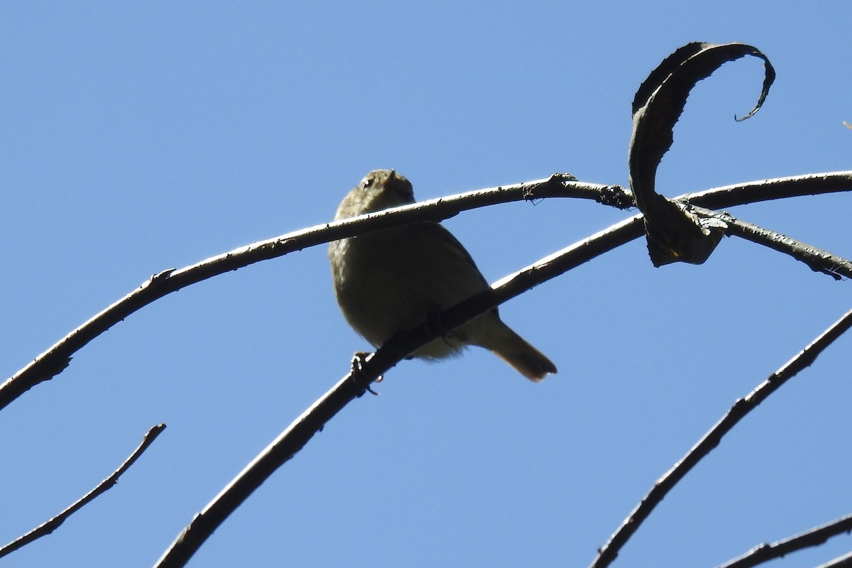 Pouillot de Tytler (Phylloscopus tytleri)