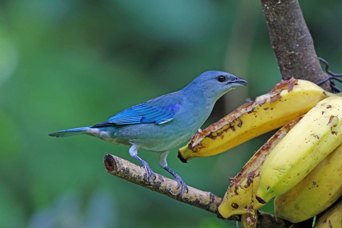 Tangara cianóptera (Thraupis cyanoptera) Picture Bird